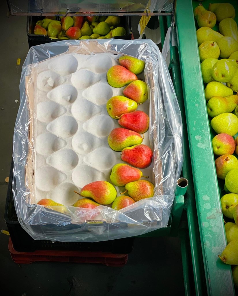 Pears in packing box